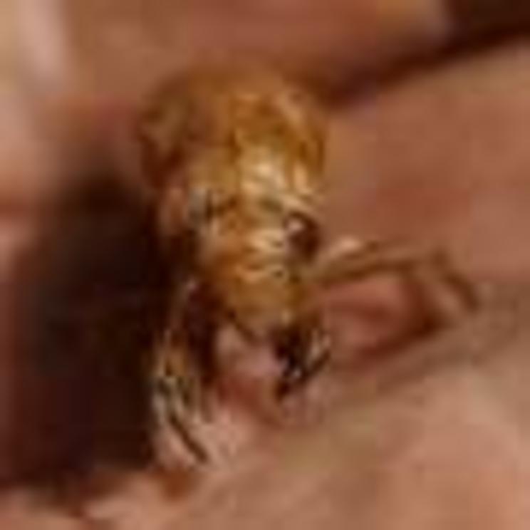 A cicada nymph wiggles it's from legs as is is held, Sunday, May 2, 2021, in Frederick, Md. People tend to be scared of the wrong insects, says University of Illinois entomologist May Berenbaum. The mosquito kills more people than any other animals becaus