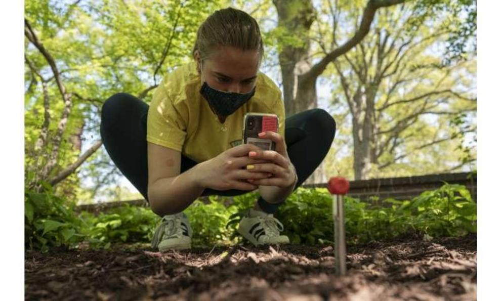 Virginia Borda gathers soil temperatures at eight inches below the surface as part of an undergraduate class project measuring soil temperatures to test for urban heat island effects on time and density of cicada emergence, Tuesday, April 20, 2021, on the
