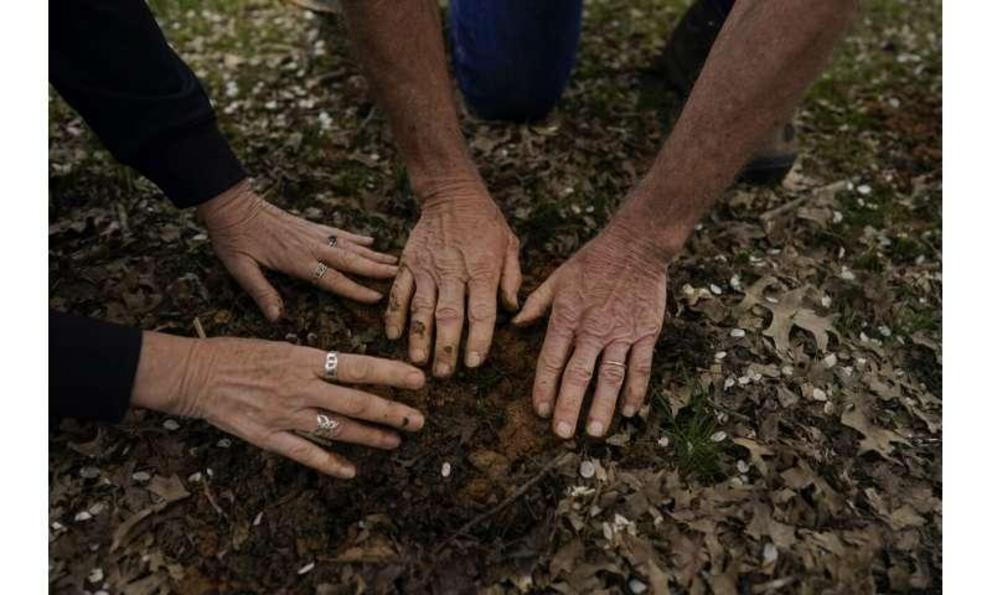After returning the cicada nymphs where they found them, University of Maryland entomologists Michael Raupp and Paula Shrewsbury gently pat the dirt over them in a suburban backyard in Columbia, Md., Tuesday, April 13, 2021.