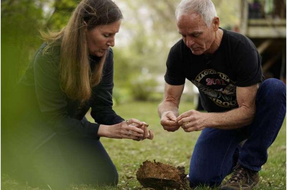 University of Maryland entomologists Michael Raupp and Paula Shrewsbury sift through a shovel of dirt to pick out cicada nymphs in a suburban backyard in Columbia, Md., Tuesday, April 13, 2021. 