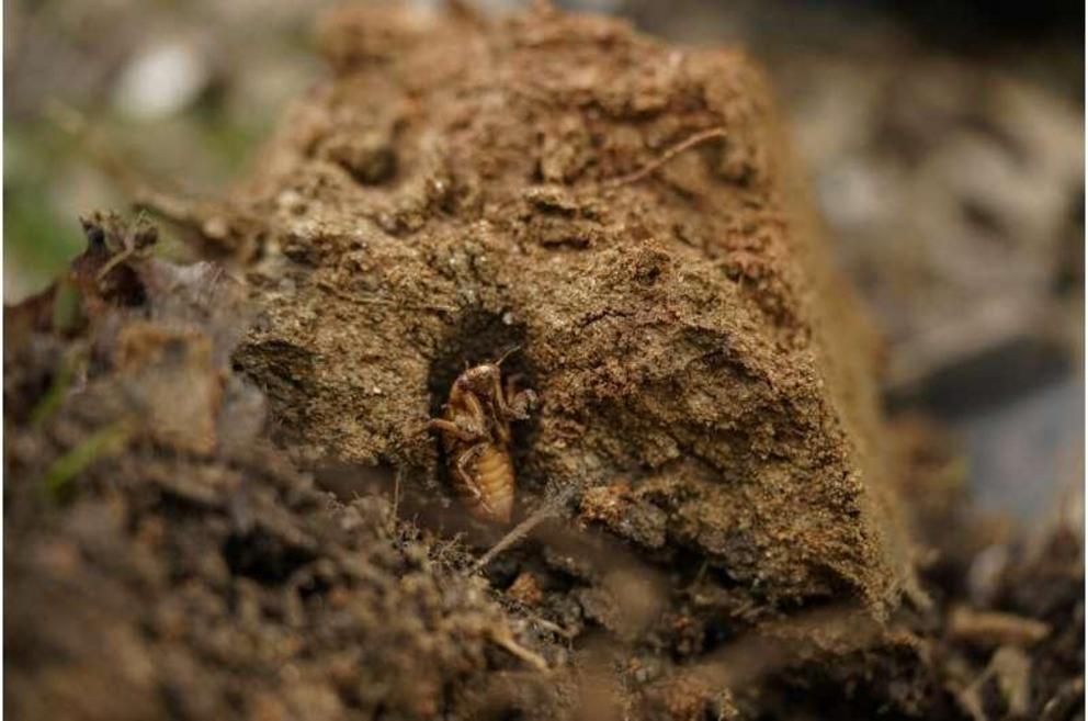 A cicada nymph is seen in an emergence tunnel in a shovel of dirt in a suburban backyard in Columbia, Md., Tuesday, April 13, 2021. America is the only place in the world that has periodic cicadas that stay underground for either 13 or 17 years, says ento
