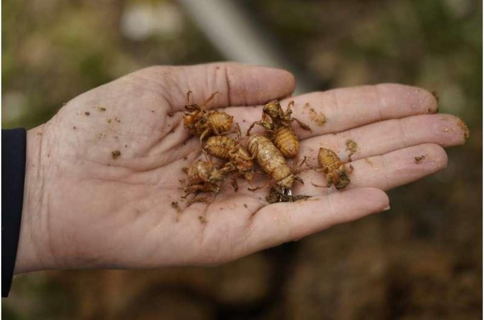 University of Maryland entomologist Paula Shrewsbury displays a handful of cicada nymphs found in a shovel of dirt in a suburban backyard in Columbia, Md., Tuesday, April 13, 2021. This is not an invasion. The cicadas have been here the entire time, quiet