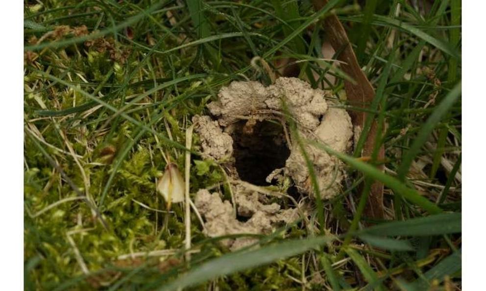 An emergence hole is seen the yard of environmental scientist Rebeccah Waterworth on Thursday, April 22, 2021, in Laurel, Md. The bugs only emerge in large numbers when the ground temperature reaches 64 degrees. That's happening earlier in the calendar in