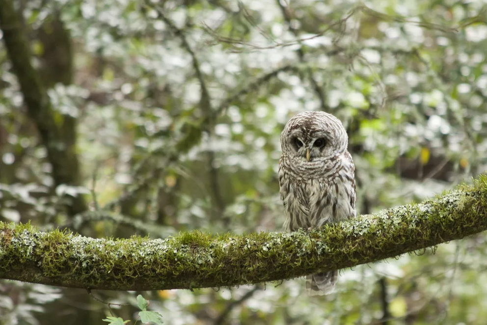 Spotted owls populations have been in decline due to habitat loss.