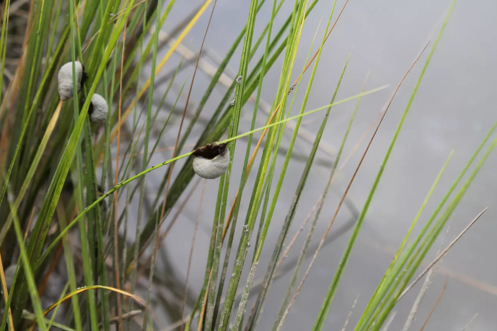 Marsh periwinkles are frequently studied to show changes in coastal habitats.