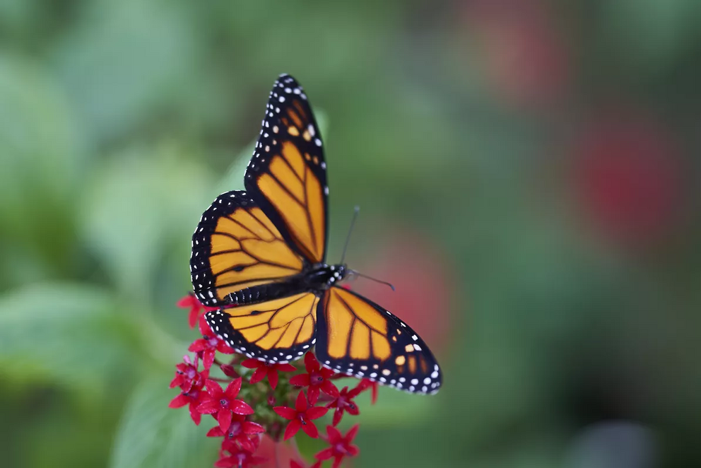 The migratory habits of the monarch butterfly can help scientists learn about environmental changes over a large area.