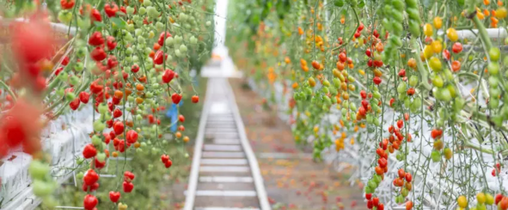 Lufa produces more than 11,000kg of food per week, including tomatoes and aubergines.