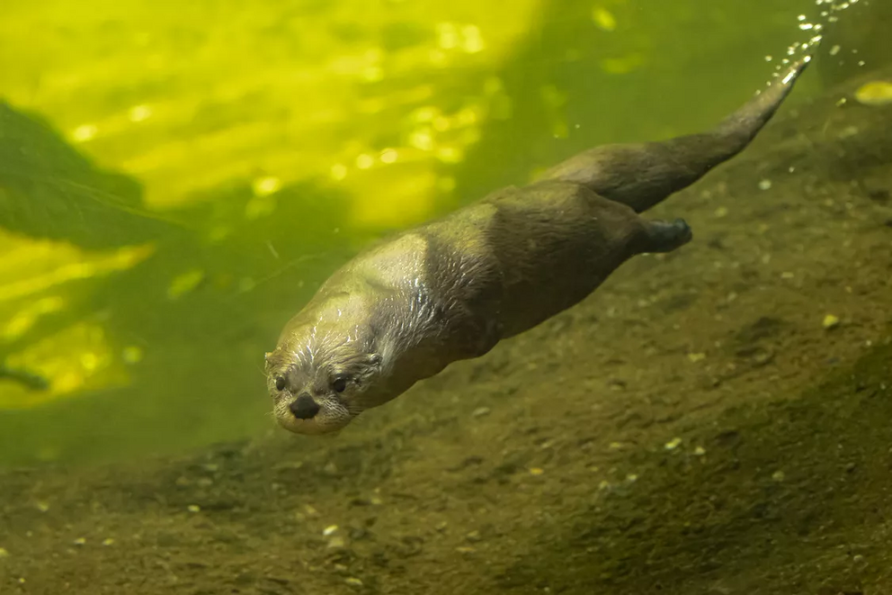 Its position as a top predator leaves the river otter vulnerable to toxins.