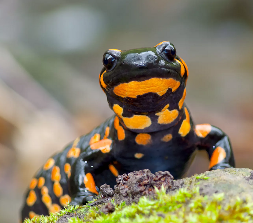 Salamanders have permeable skin that needs to stay moist, making them good indicators of air and water pollution.