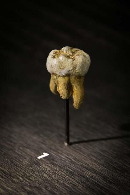 A Denisovan tooth found in Russia’s famous Denisova Cave in 2000.