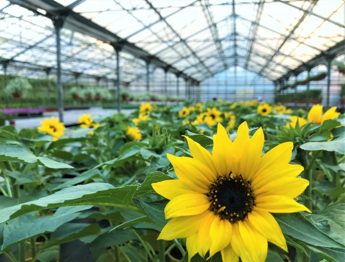 Can sunflowers be grown in aquaponics 16 food and drink trends for 2022: Buzz-less booze, turmeric, hibiscus and the new happy hour