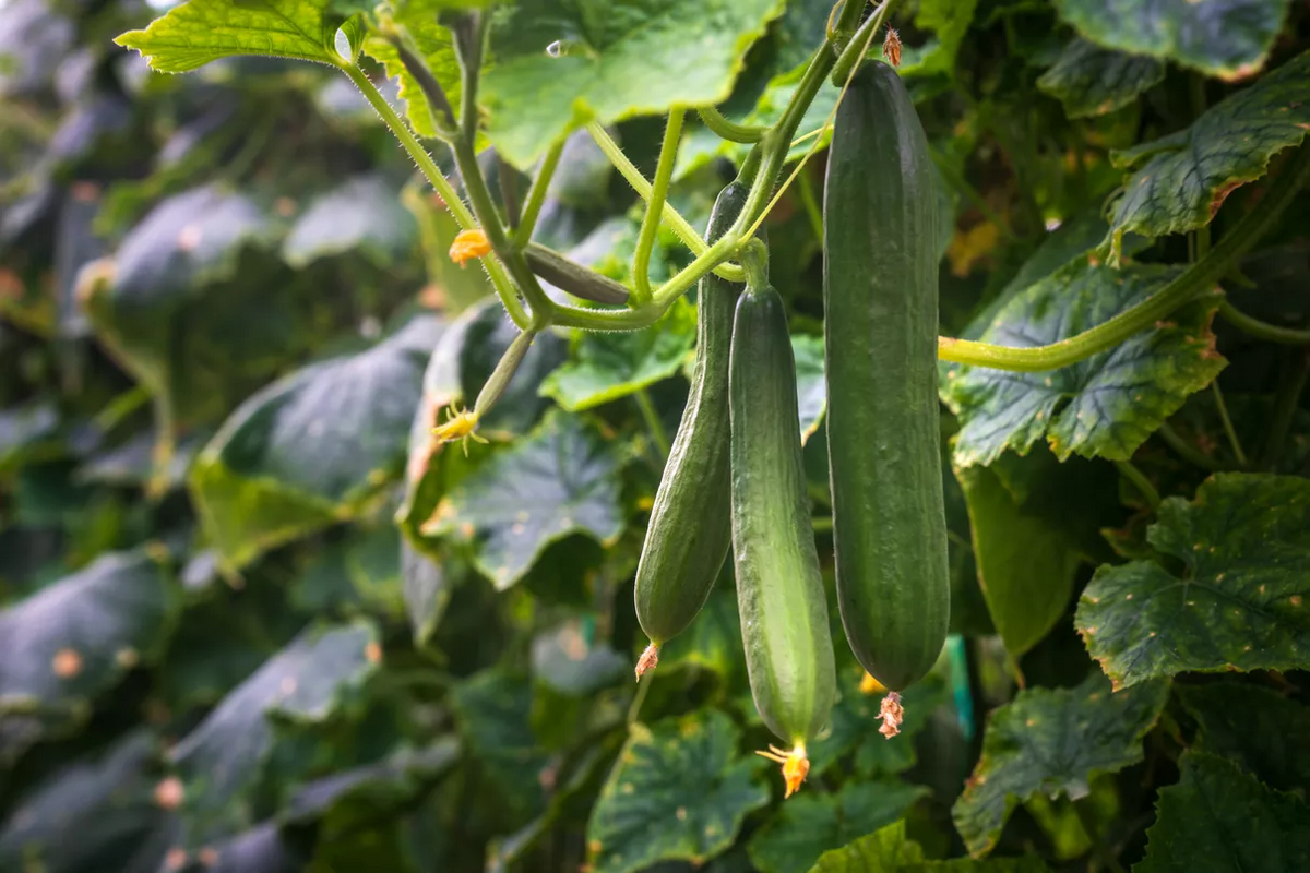 How to keep aquaponics water warm How to Increase the Potassium in Aquaponics