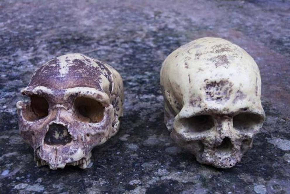 A Neanderthal skull (left) next to a Homo sapiens skull. Though the skulls are very different, it turns out that the modern human genome is almost 40% related to interbreeding and mutations related to Neanderthals.