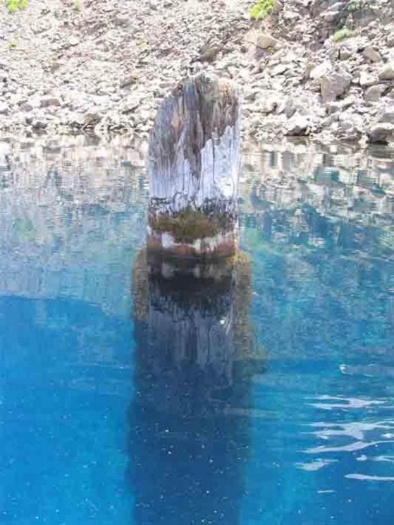 A photo of the Old Man of the Lake: the strange tree stump that floats upright and seems to be connected to other-worldly forces.