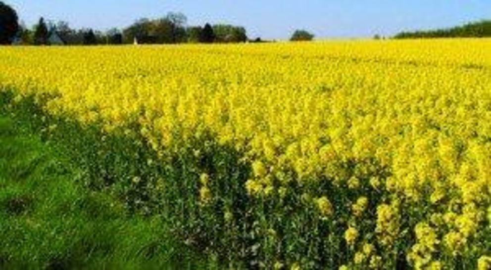 Canola oil, which is produced from the rapeseed plant, is so heavily processed that any health benefits are virtually eliminated