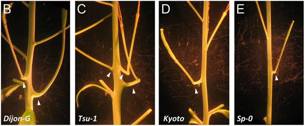 Cantils (arrowheads) in natural types of Arabidopsis.