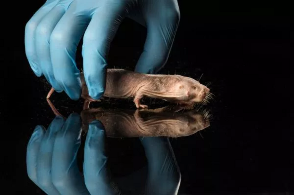 New research find that the naked mole rats - Science 