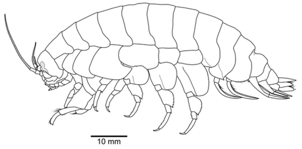 Scientific illustration of the Eurythenes atacamensis holotype, a female from 8052 metres in the Atacama Trench.