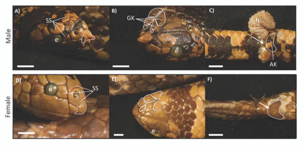 Comparison of male and female turtle-headed sea snakes. Males have rostral spines (RS) and enlarged genial knobs (GK) and anal knobs (AK). Males also have larger scale receptors (SS). H = hemipene, which is a male reproductive organ.