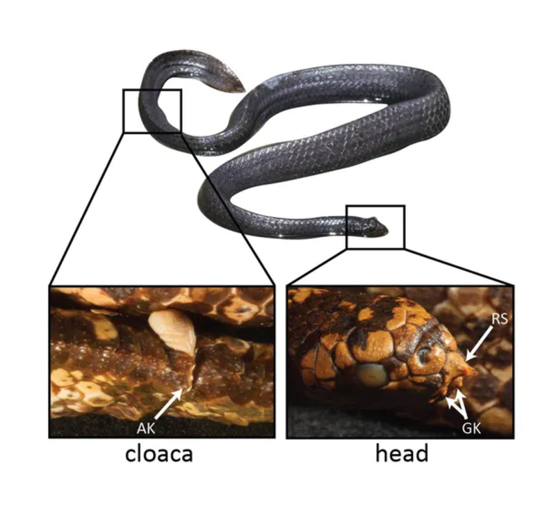Positioning of the scale structures on a male turtle-headed sea snake. RS = rostral spine and GK = genial knob.