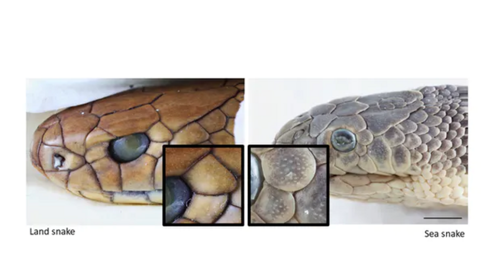  A comparison of scale receptors in a land snake (Pseudonaja textilis) and sea snake (Hydrophis schistosus).