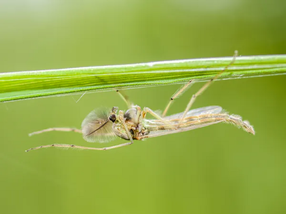Some flying insects such as midges have aquatic larvae, which fare worse in dammed rivers.