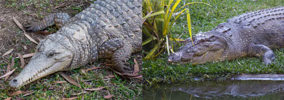 Australia’s two living crocodile species: the freshwater crocodile (left) and the Indo-Pacific or saltwater crocodile (right).