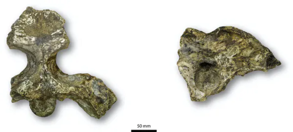 The fossil skull of Gunggamarandu maunala viewed from the top (left) and back (right).