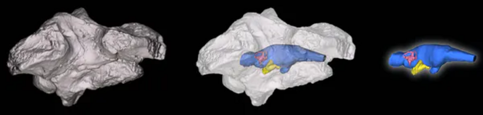 Left: an opaque digital model of the skull of Gunggamarandu maunala; middle: a transparent digital model of the skull, showing the brain cavity, a cranial nerve canal, and inner ear; right: the digitally reconstructed endocranial elements.