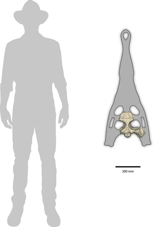 Hypothetical reconstruction of the skull outline of Gunggamarandu maunala. The human silhouette is 1.8 metres tall.