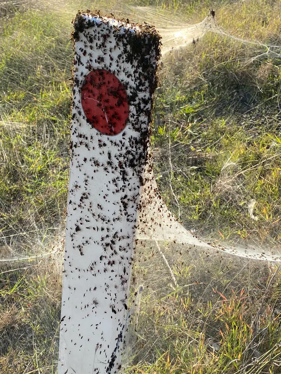 Small spiders have been seen on a post in Gippsland after floods.