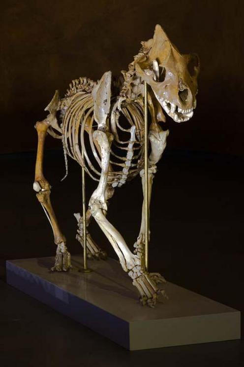 A reconstructed fossil skeleton of a cave hyena (Crocuta crocuta spelaea). Cave hyena bones were also found in the Denisova Cave, and this must have resulted in horrible attacks on the hominins living there.