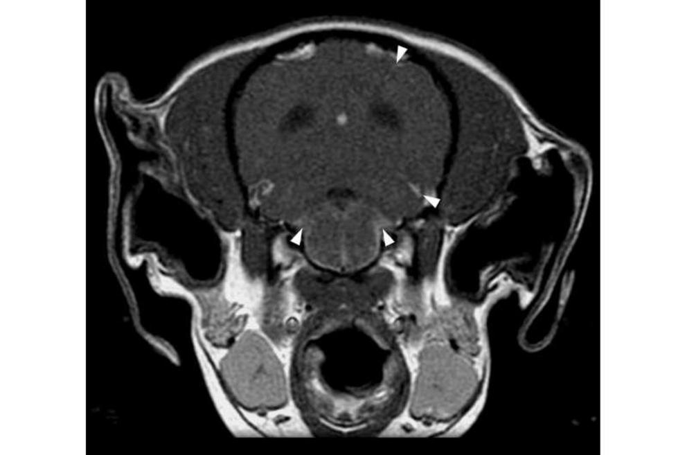 A dog with GME has areas of higher contrast (indicated by arrows) in the meninges, where B cells accumulate. This is also seen in chronic forms of multiple sclerosis.