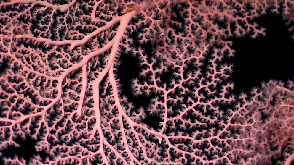 Feathery-like broad pink coral in the Central Pacific Ocean.