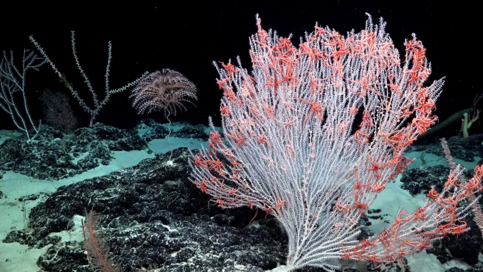 White coral covered with fan stars in the Central Pacific Ocean.