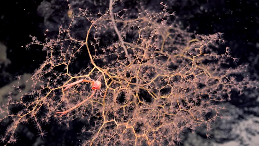 A squat lobster on golden coral in the Central Pacific Ocean.