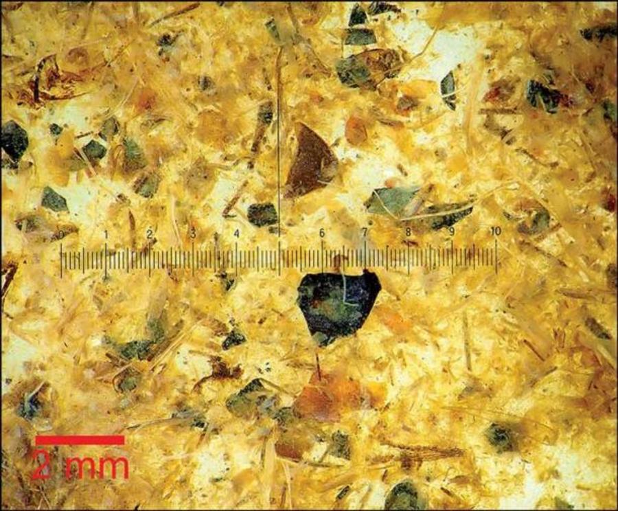 Photomicrograph of the gut contents of the Tollund Man.