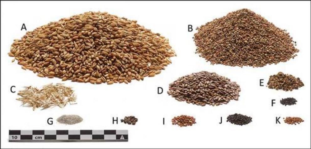 Reconstruction of the ingredients contained in the Tollund Man's last meal, shown in quantities relative to the intestinal contents under study. They include barley, pale persicaria, barley rachis segments, flax, black-bindweed, fat hen, sand, hemp nettle