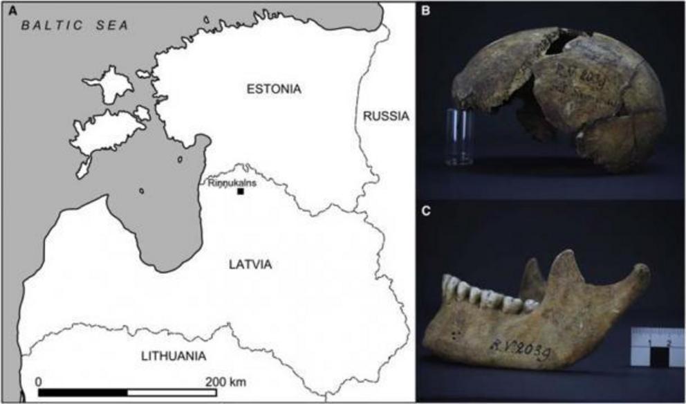 (A) Map showing the Rinnukalns site where the individuals presented in this study were recovered. (B and C) Cranium (B) and mandible (C) of individual RV 2039 rediscovered in the Rudolf Virchow Collection at the Berlin Society of Anthropology, Ethnology a
