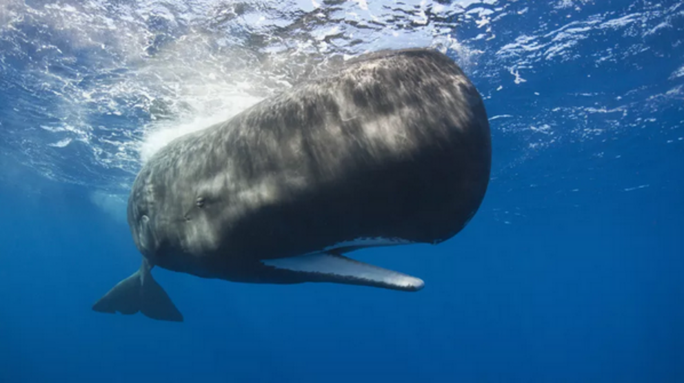 What's this sperm whale saying? Reinhard Dirscherl via Getty Images