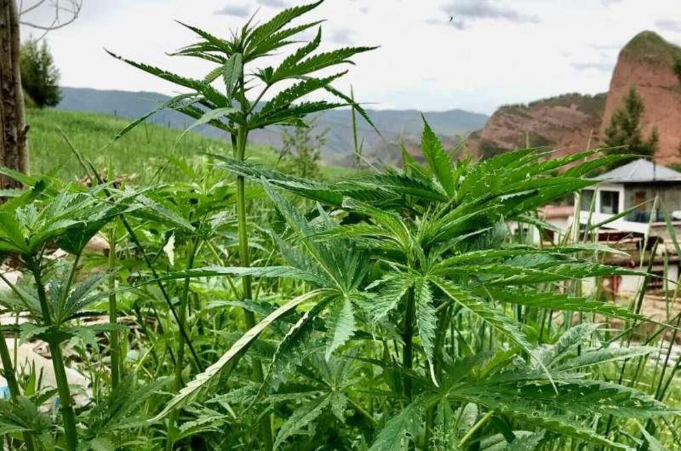 Cannabis landraces in Qinghai province, central China.
