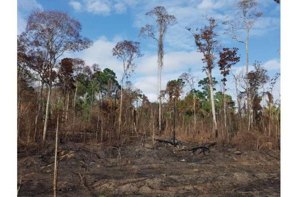 An Amazonian forest that burned during the 2015 El Niño.