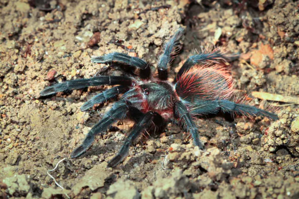 The Mexican red rump tarantula.