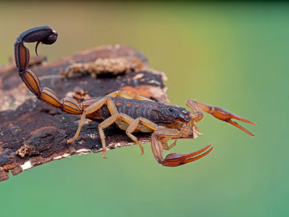 Watch out for bark scorpions, their sting can be lethal to humans — but not to tarantulas.