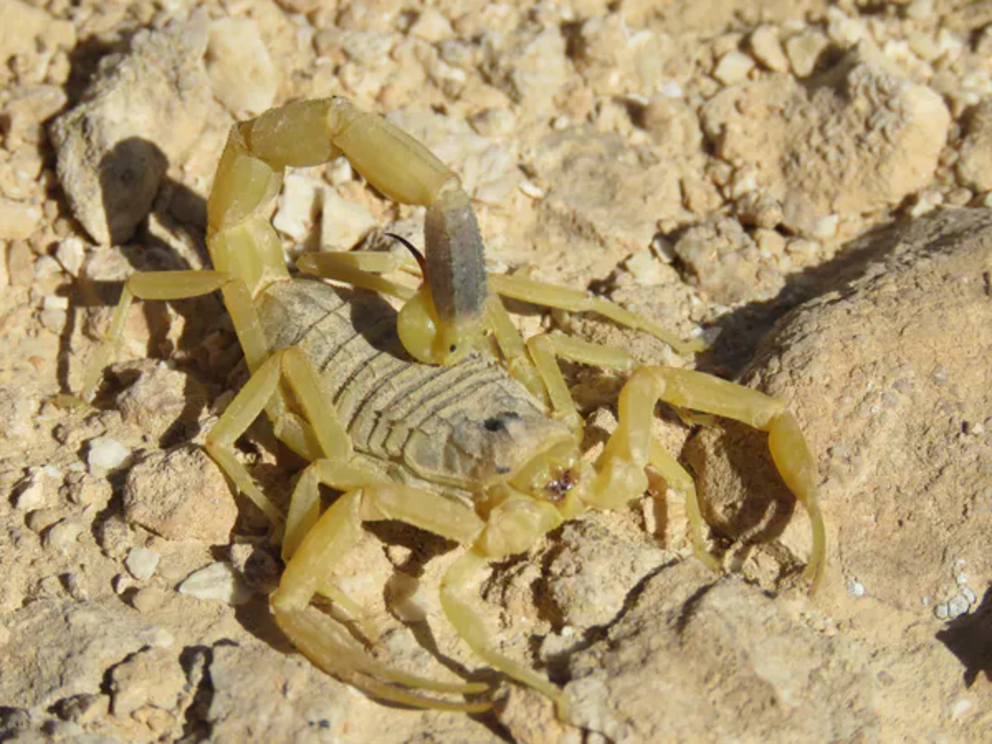 The deathstalker scorpion can whip its tail at lightning-fast speeds.
