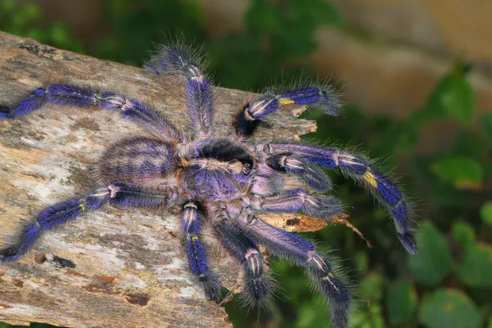 Brilliantly coloured ornamental tarantulas have extremely painful bites.