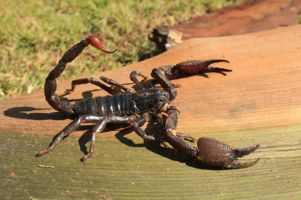 The giant forest scorpion is one of the world’s largest, and can grow up to 22cm long.