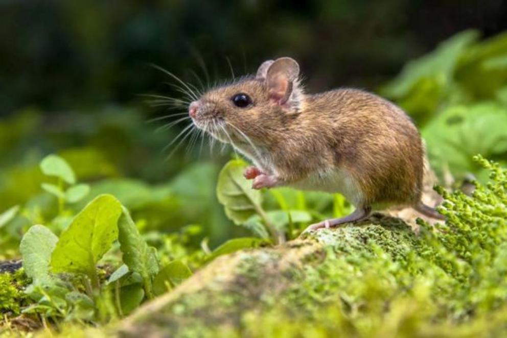 The researchers of the latest Black Death origins study have suggested that RV-2039 was likely bitten by a rodent, like this wood mouse, carrying the earlier and milder form of the plague bacterium.