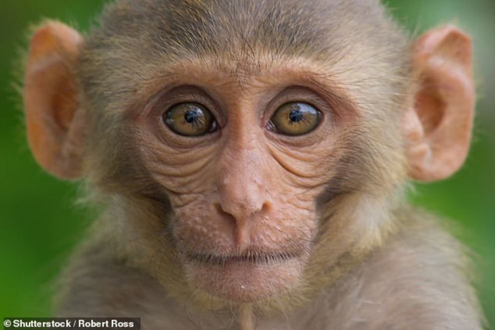 A detailed map of a complete macaque monkey brain was created using fluorescent imaging techniques by a team from the Chinese Academy of Sciences in Beijing