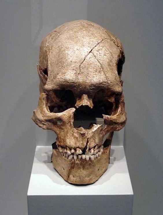 Skull of the fossil Homo sapiens sapiens from the Epipaleolithic of Combe Capelle.